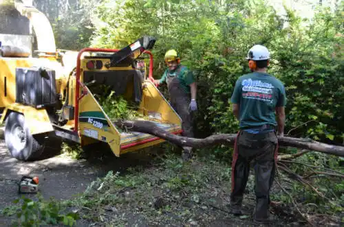 tree services Desoto Lakes